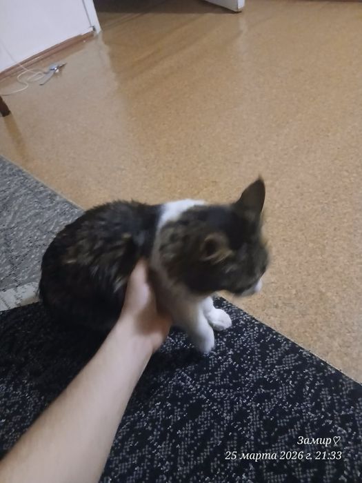 имя симон. сорт майинкум.4 месяц