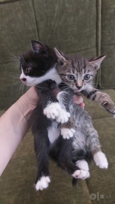 Отдам котят в хорошие руки