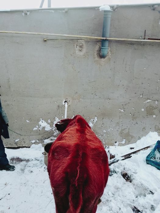 Продам карову 450