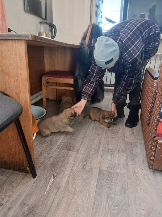 Щенята в добрые руки