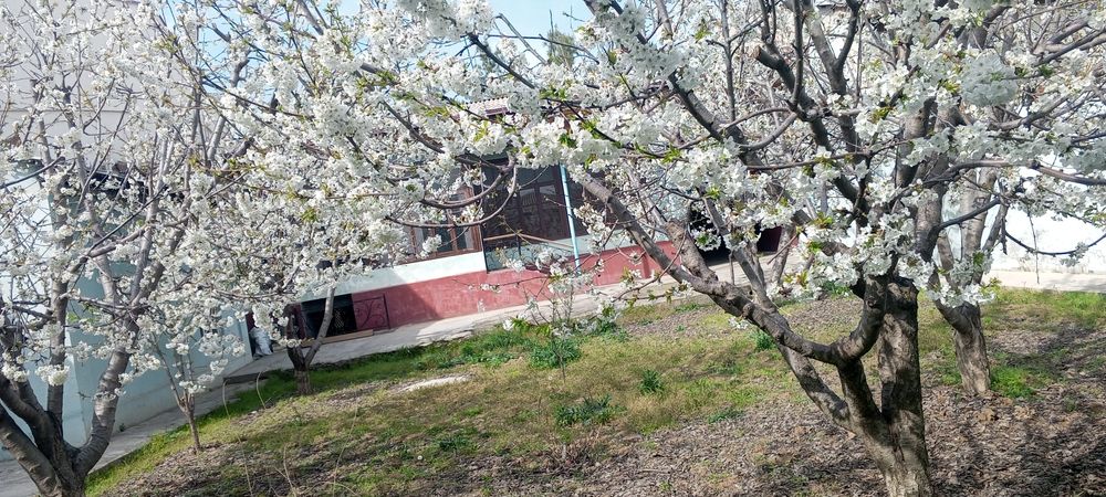 Тошкент шахар хасанбой