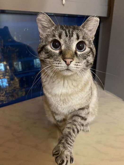 Кот Пумпа  ищет срочно Дом