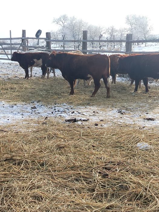 Бұқа сатамын 3бас