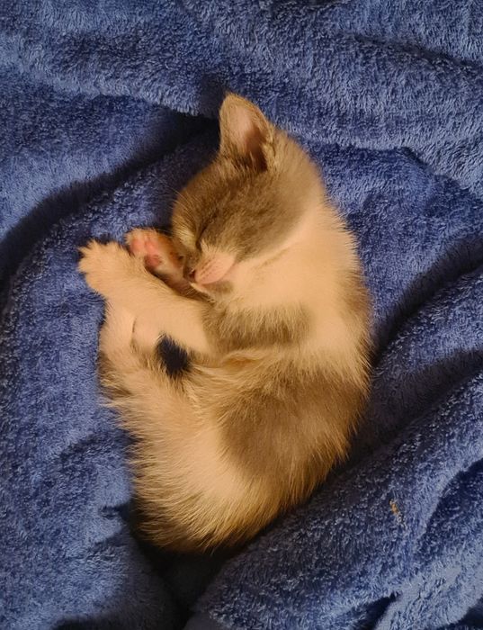 Котенок ищет Вас