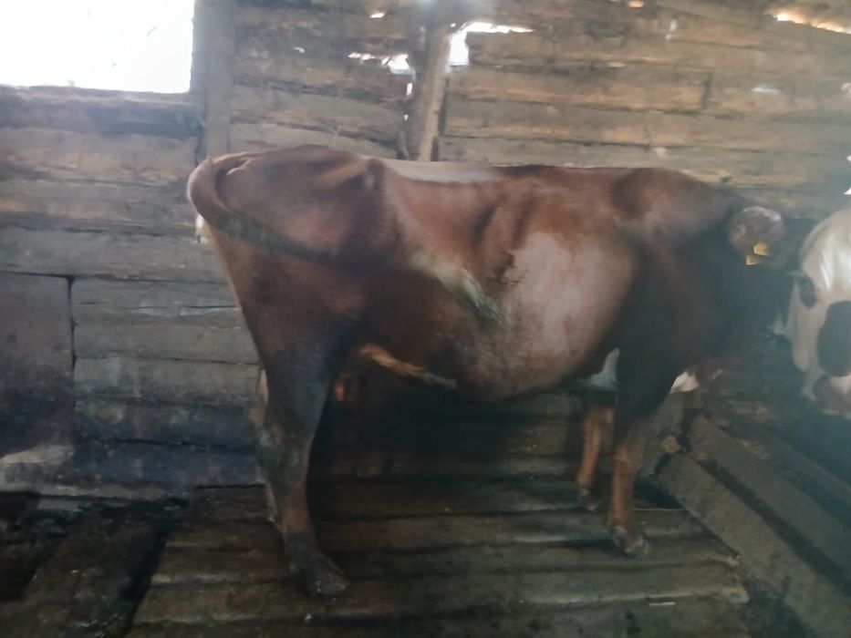 Продам молодую корову