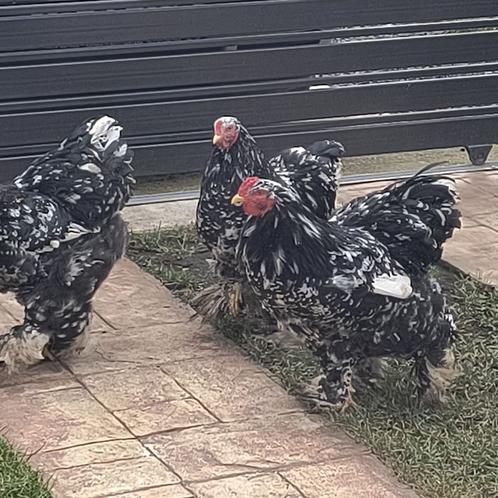 Cocoși brahma bombat