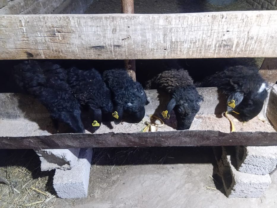 Бес бас Қошқар бар