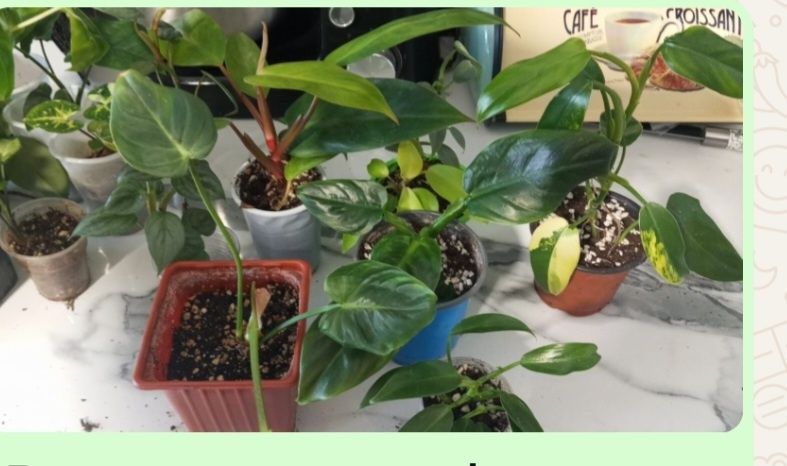 Набор филодендронов