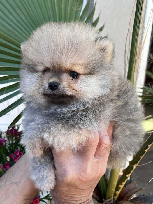 Мини пумеранчета