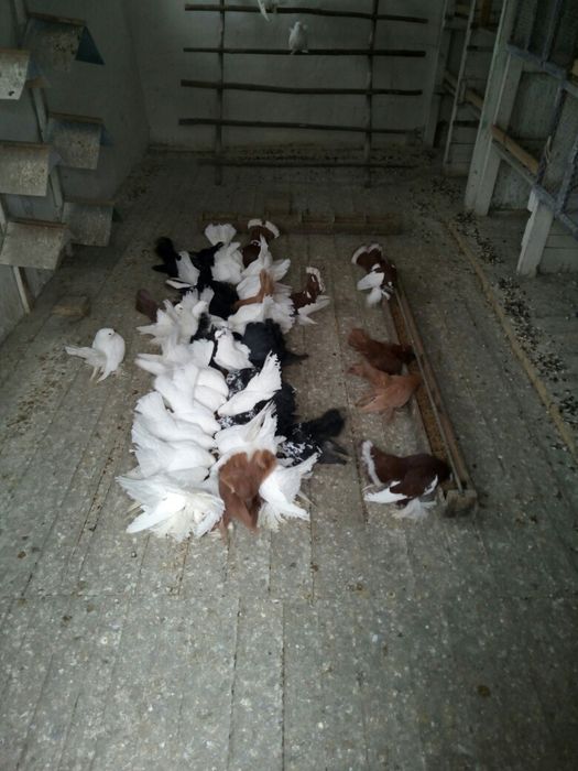 Продам голубей разных