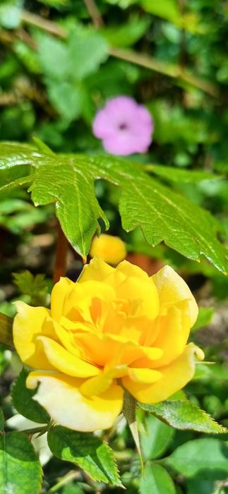 Розы для Вашего сада