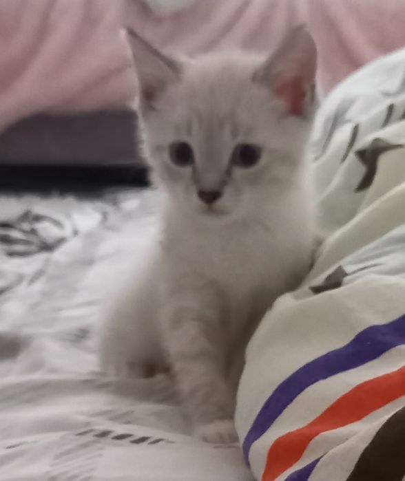 Котик мальчик сиамский