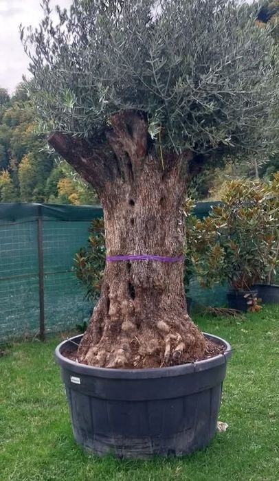 Măslini seculari transportul este gratuit
*avem toate dimensiunile.
*p