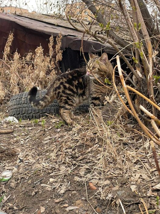 В продаже котята Британцы