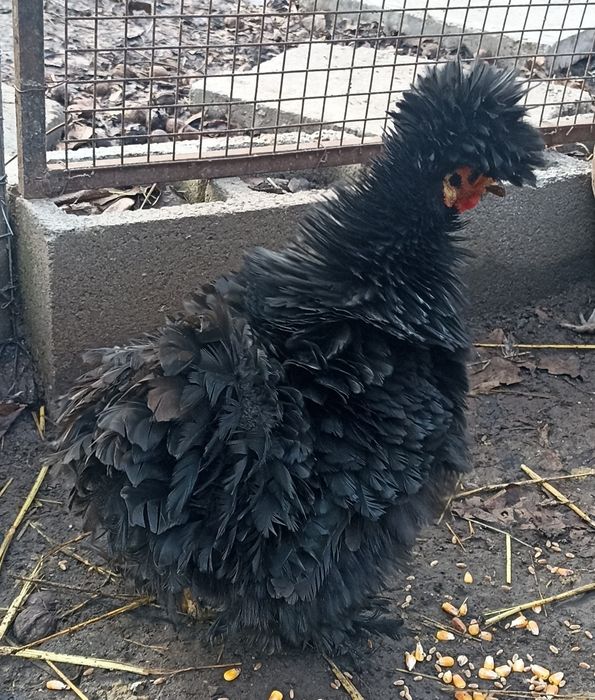 Куры декоративные пара