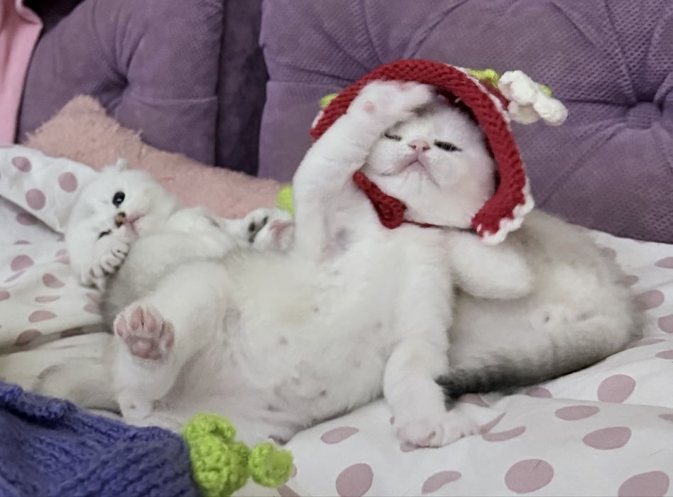 Шотланский Скоттиш Фолд! Колорная Шиншилла!