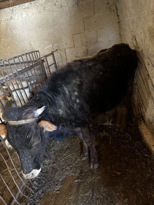 Продам телочку 2 года