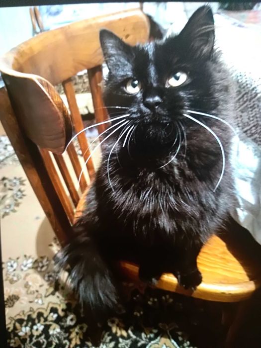 Красивая, молодая кошечка ищет новый дом.