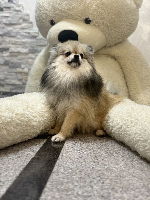 Pomeranian cu pedegree