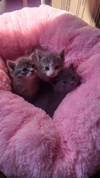 Отдам даром котят