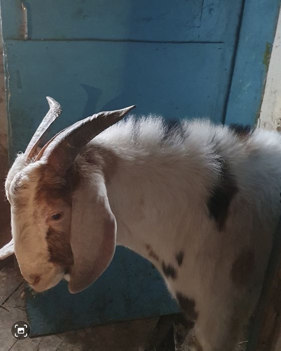 Продам козу и козла