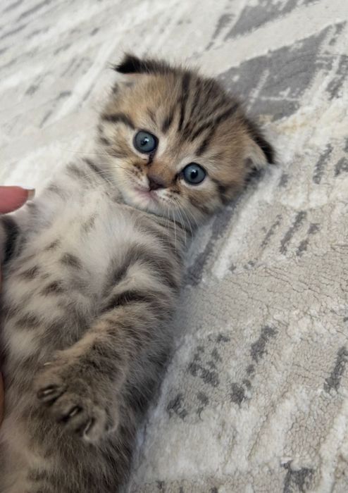 Котёнок Котята Продам