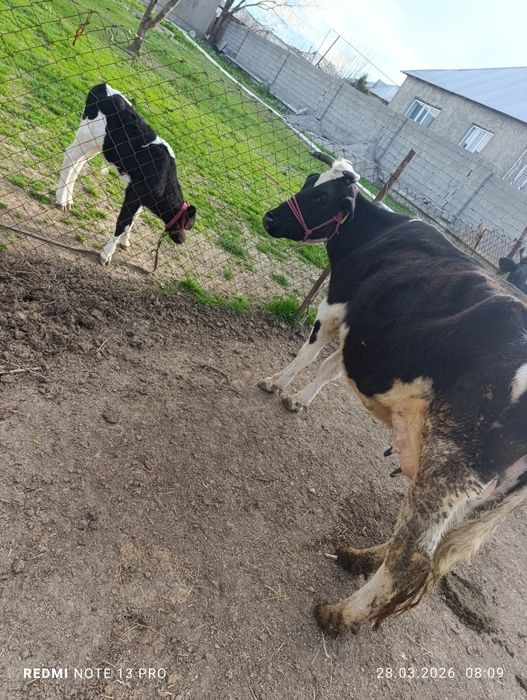 Бұзаулы сиырлар сатылады