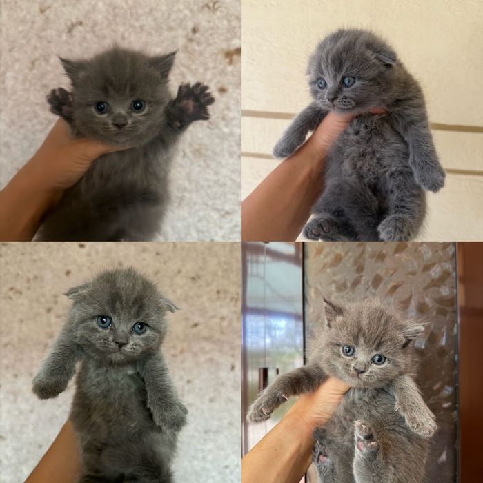 Тоза зотлик мушукчалар сотилади