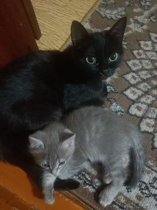 Отдам котенка девочка