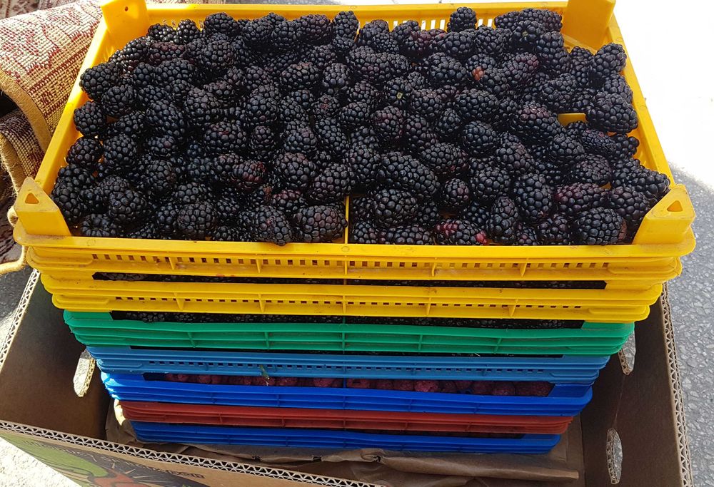 Пластмасови касетки, щайги. Различни размери!