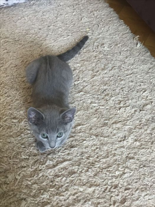 Котенок Русская голубая