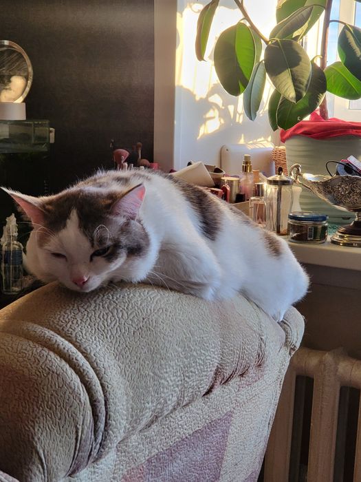 Отдам красивого кота