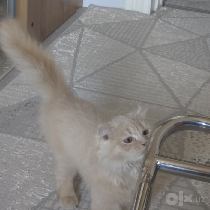 Срочно продаёца кошка ТОЛЬКО В ДОБРЫЕ РУКИ