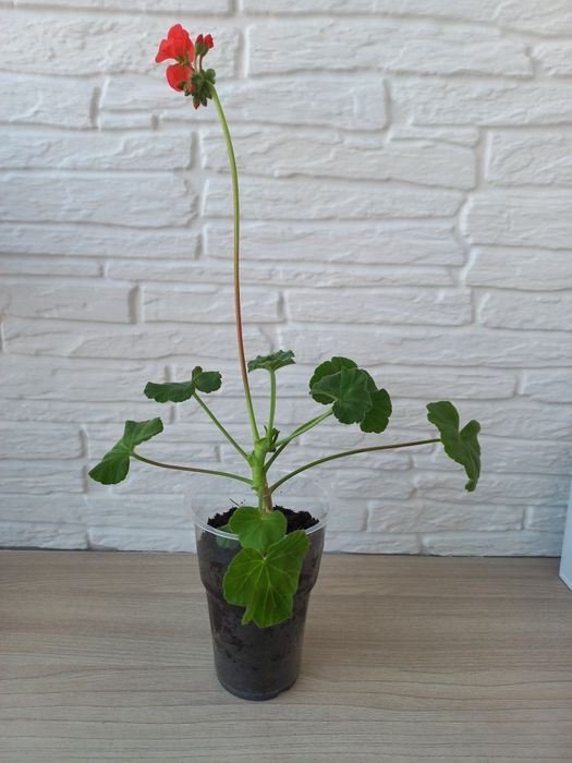 Продам пеларгонию