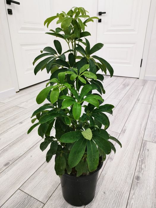 Растения. Доставка есть