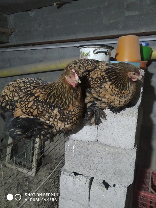 ZOLOTA brama TUXM JOJASI 1 oyligacham