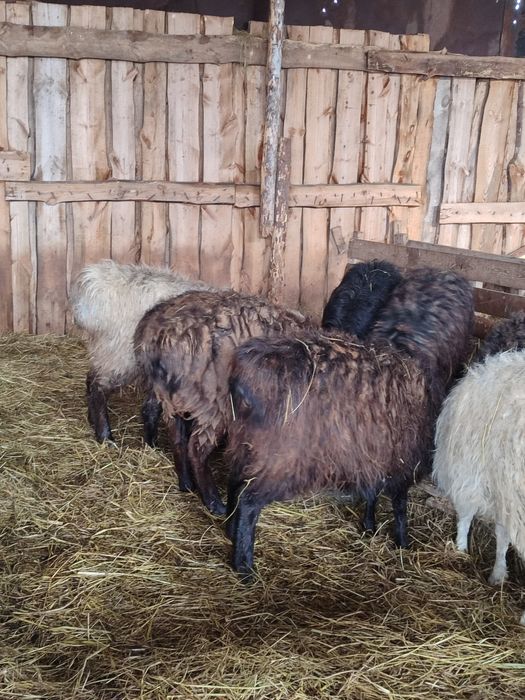 Продам баранов живьём матки