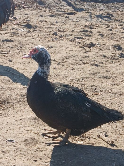 Vând oua de rața muta pentru incubat...