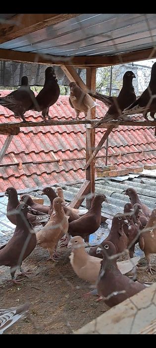 Porumbei roșii cu floare!