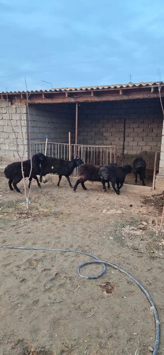 Қошқарлар сатылады