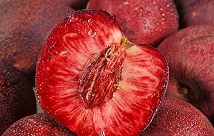 Pomi fructiferi Duo gama superb soiuri de piersic