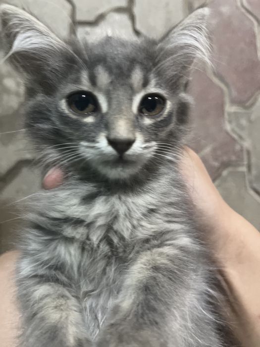Кошки хорошин ласковые