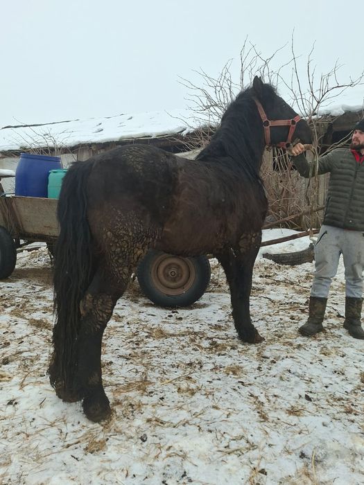 Vând mânz de 3 ani