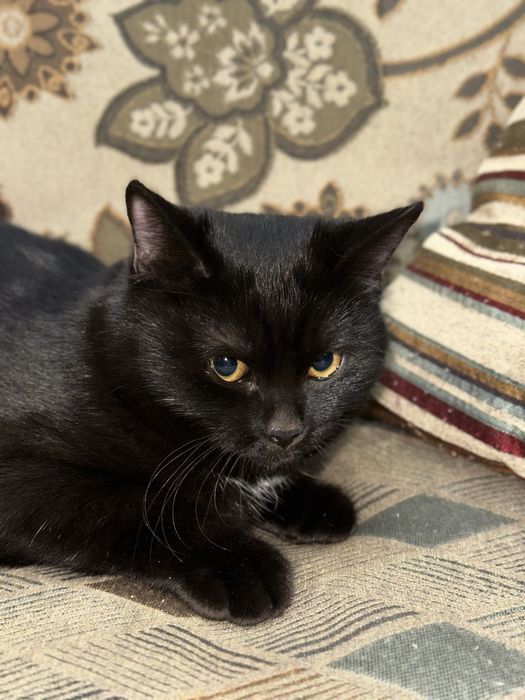 В добрые руки кошечку 5 мес