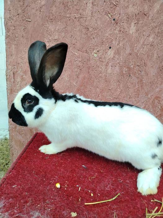 Vând Fluture German