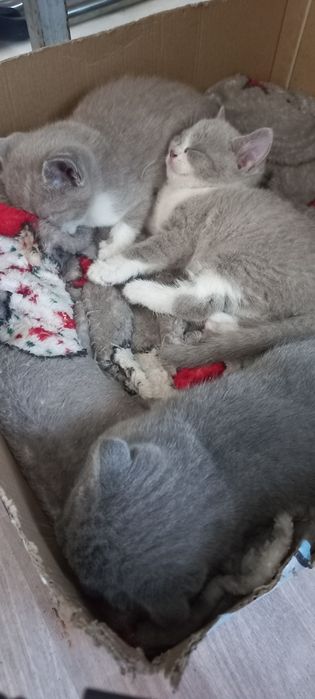 Продам котят 1,5 месяцев