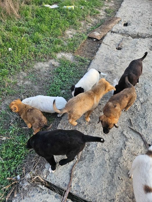 Щенки в Атырау в добрые руки