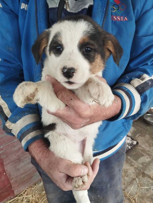 Отдам щенят бесплатно