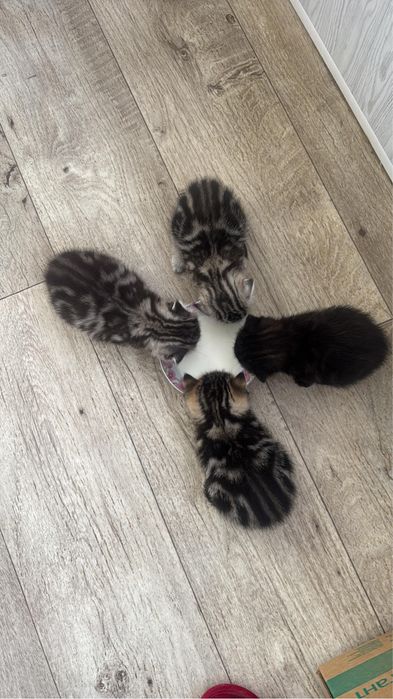 Продам шотланский котят.