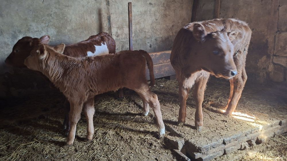 Сүтті сиырлар сатылады